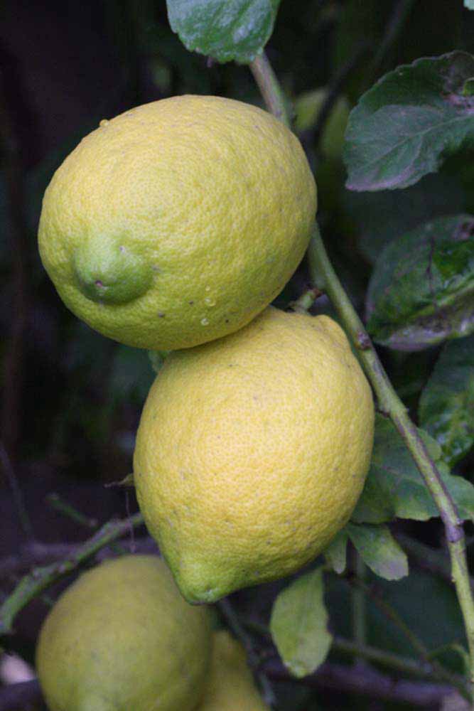              Fruit (Riverside, CA)       